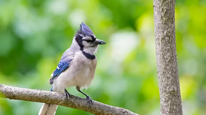 Image: Bird Walk