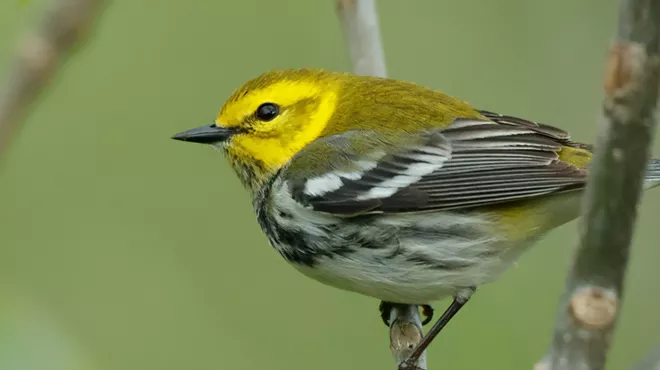 Image: Bird Walk