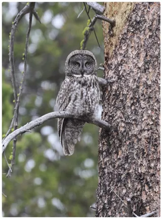 Image: Bird Walk
