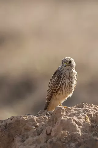 Image: Bird Walk