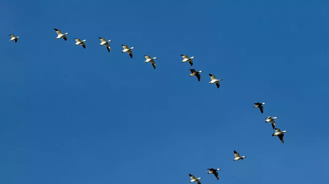 Image: Birds Without Borders: A Migratory Bird Day Event