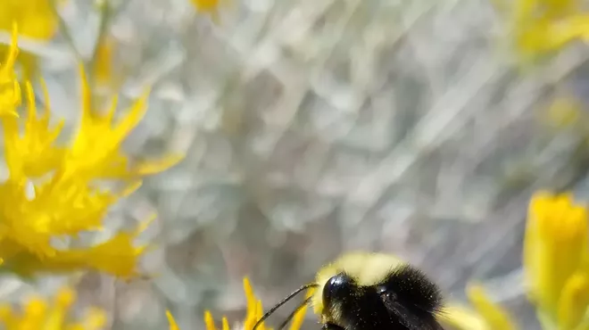 Image: Blooms & Bees Tour