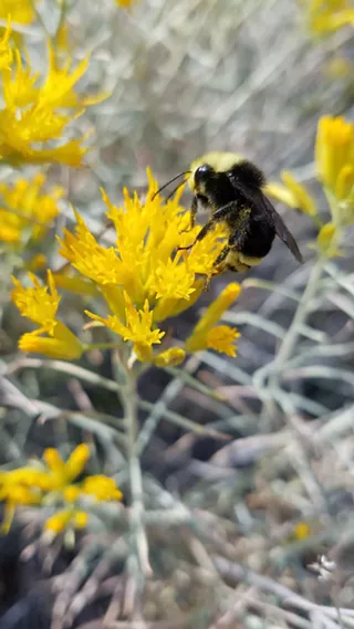 Image: Blooms & Bees Tour