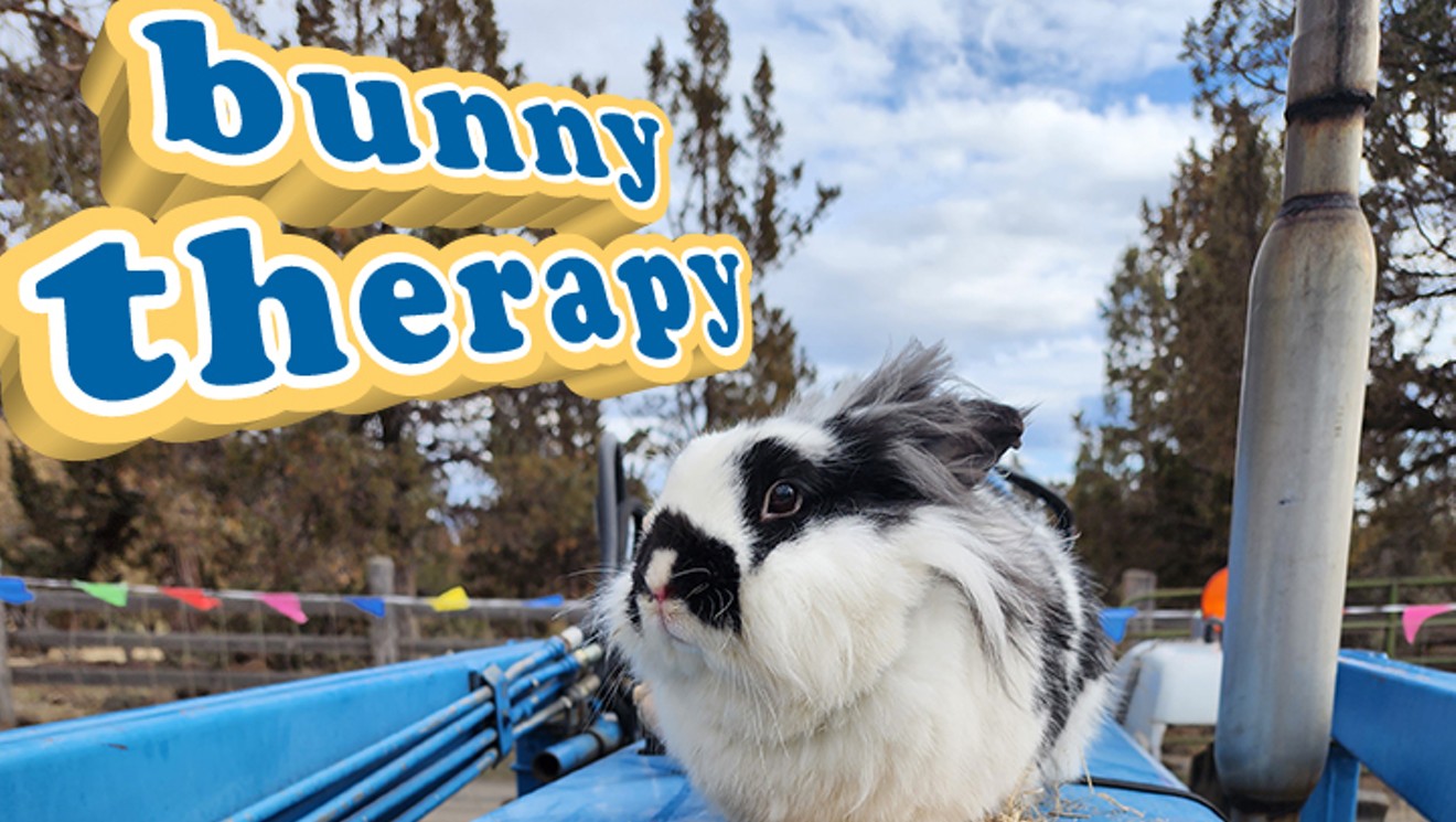 Bunny Therapy and Coloring with Therapy Rabbit Parsley
