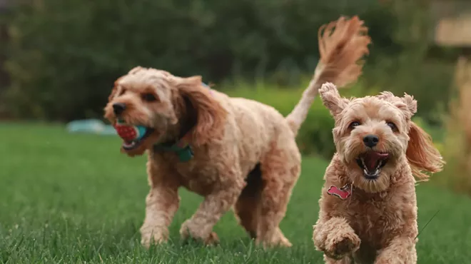 Image: Camp Furry Friends