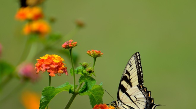 Caterpillar To Butterfly Transformative Spring Equinox Sound Bath