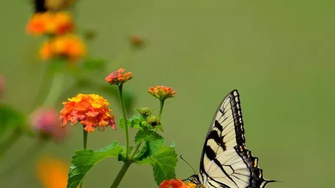 Image: Caterpillar To Butterfly Transformative Spring Equinox Sound Bath