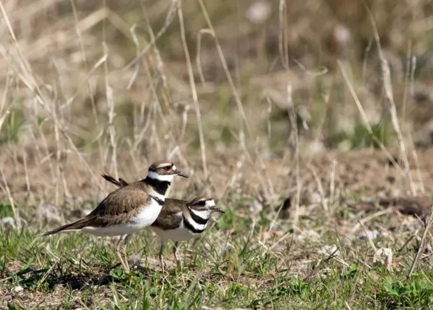 killdeer