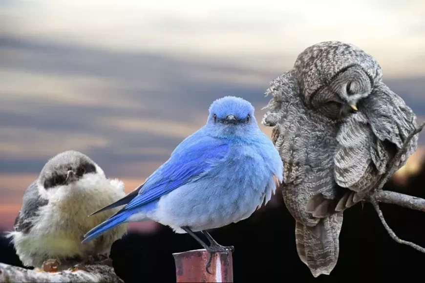 cutebutwild-720x480-dec2025.webp