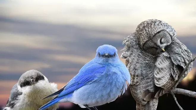 Image: Cute but Wild: Discovering the Lives of Fluffy Birds