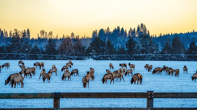 Danger Ahead in the Bend to Suttle Lake Wildlife Corridor