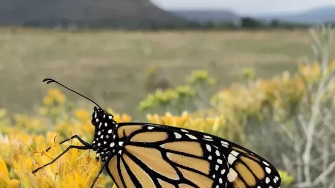 Image: D&iacute;a de Las Monarcas, Celebrating the Magic of Migration
