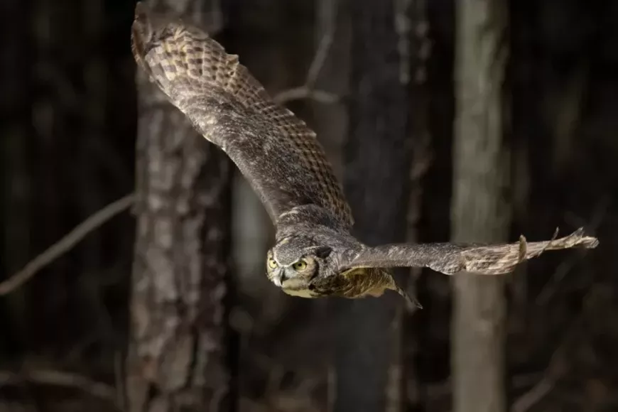 discoverowls-720x480-oct2025.webp