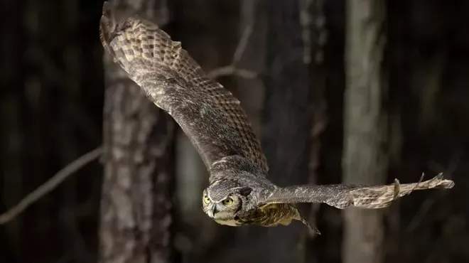 Image: Discover Owls: Denizens of the Dark?