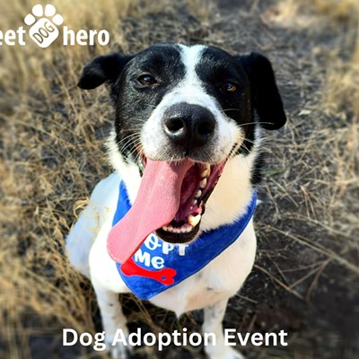 Dog Adoption Event by Street Dog Hero