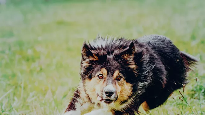 Image: Dog adoption event
