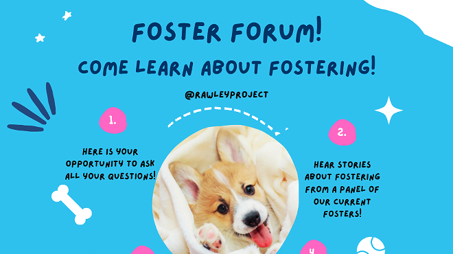 Image: Dog Foster Forum