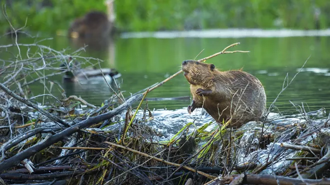 Image: Exhibition Closing: Dam It! Beavers and Us