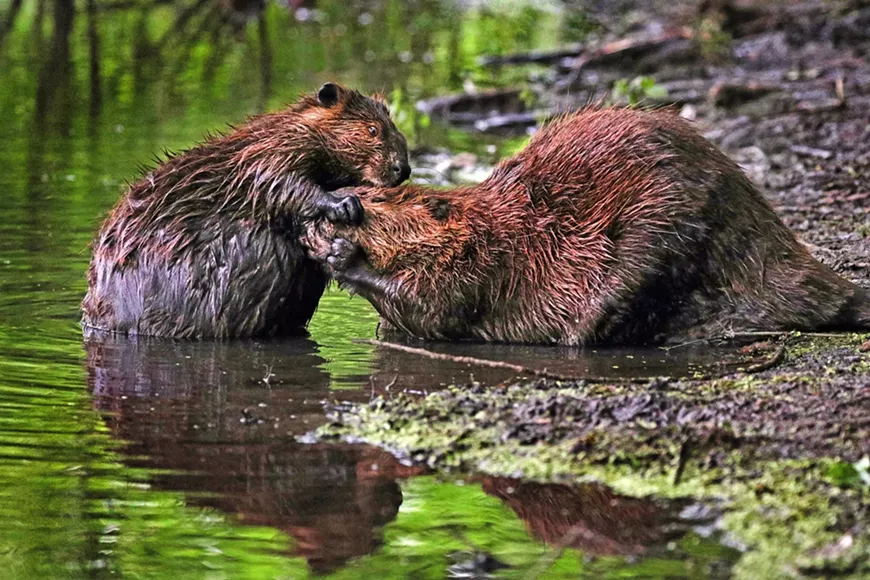 1.28_-_beavers_opening_sm-2.webp