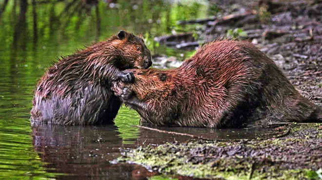 Image: Exhibition Opening: Dam It! Beavers and Us