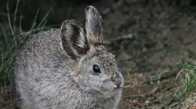 Image: Exhibition Opening: Endangered in the High Desert