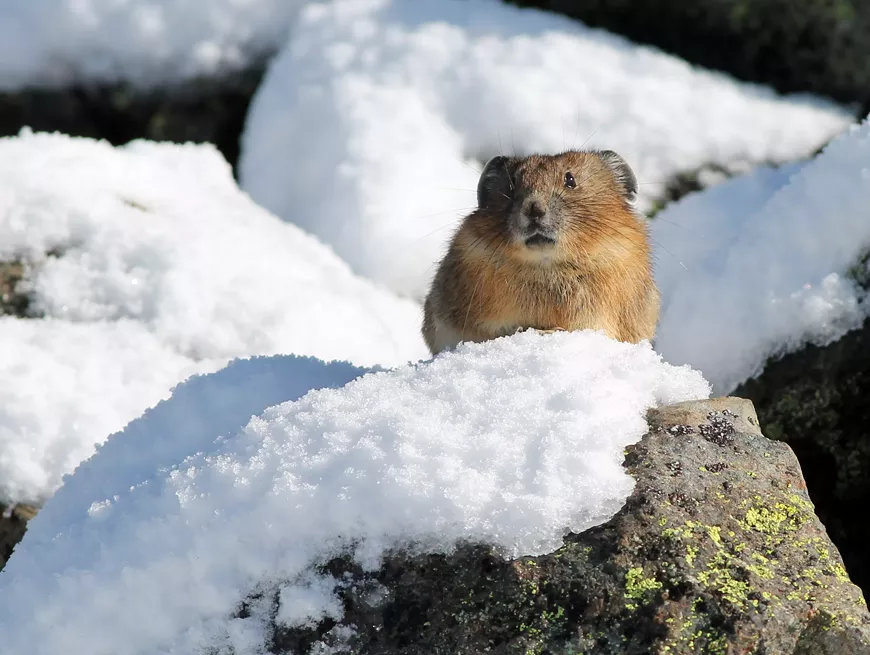 11.19_under_the_snow_exhibit.webp