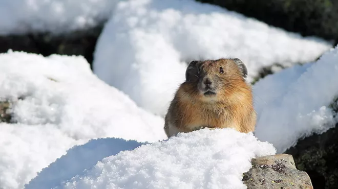 Image: Exhibition Opening: Under the Snow