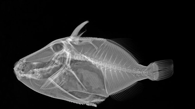 Exhibition Opening: X-Ray Vision: Fish Inside Out