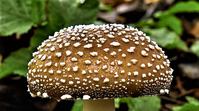 Experts Warn About Toxic Wild Mushrooms