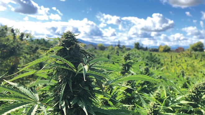 Exploring the Hemp Industry's &#10;Ups and Downs
