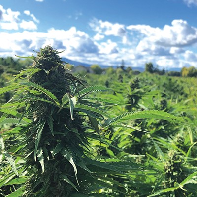 Exploring the Hemp Industry's &#10;Ups and Downs