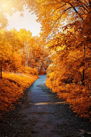 Image: Fall Colors Hike