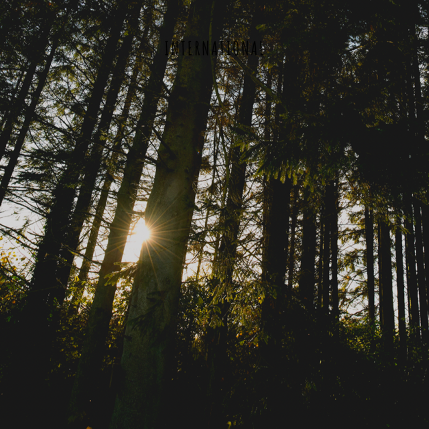 Forest Bath