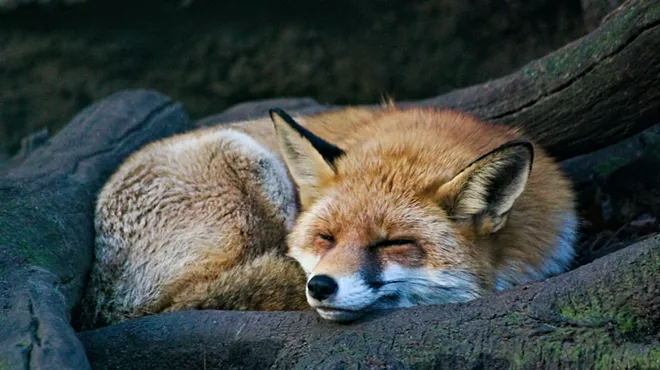 Image: Fox Walk + Owl Eyes