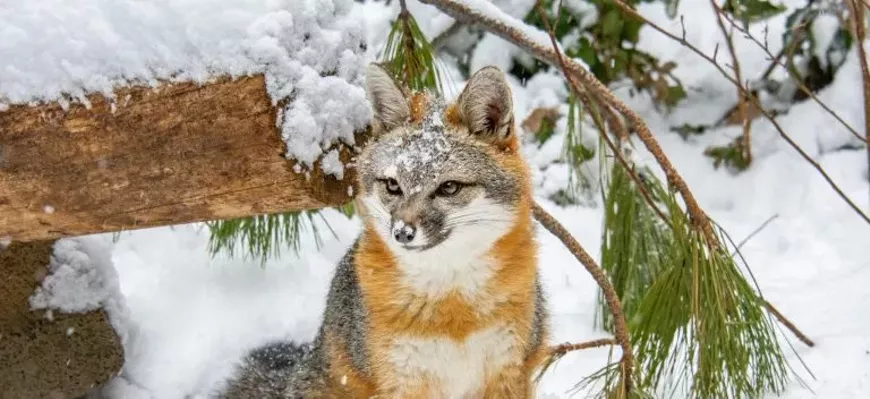 gray-fox-gert-2021-3-scaled-e1699389353665-768x352.webp