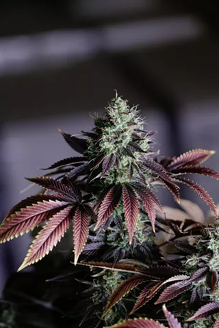 Image: From Reefer Madness to Legal Cannabis