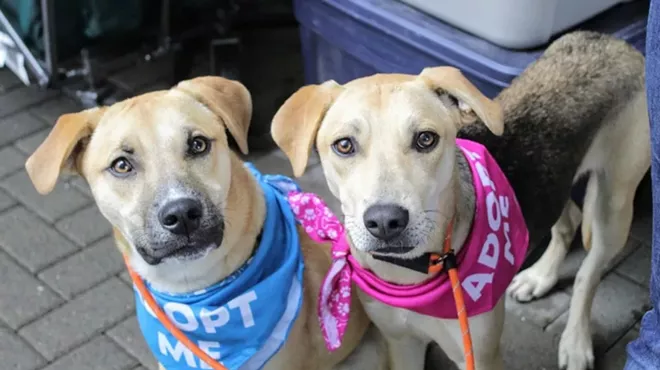 Image: Fundraiser + Dog Adoption Event