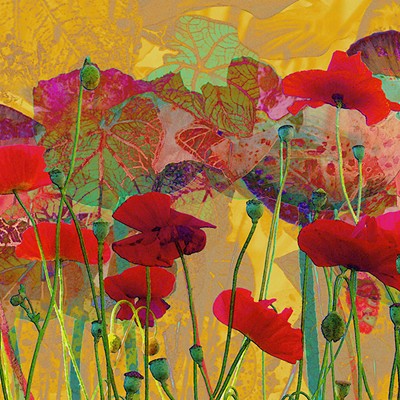 Poppies Waking from a Dream
