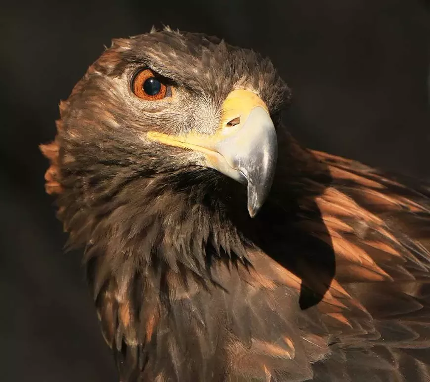 aquila-the-goden-eagle.webp