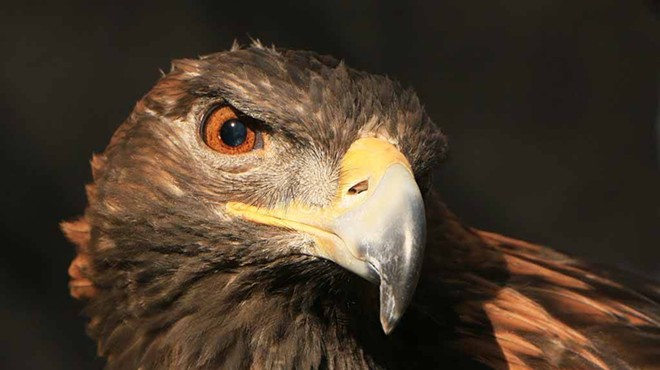 Golden Eagles: Insights into Ecology, Behavior and Conservation