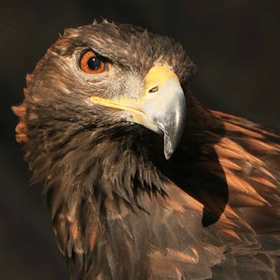 Golden Eagles: Insights into Ecology, Behavior and Conservation