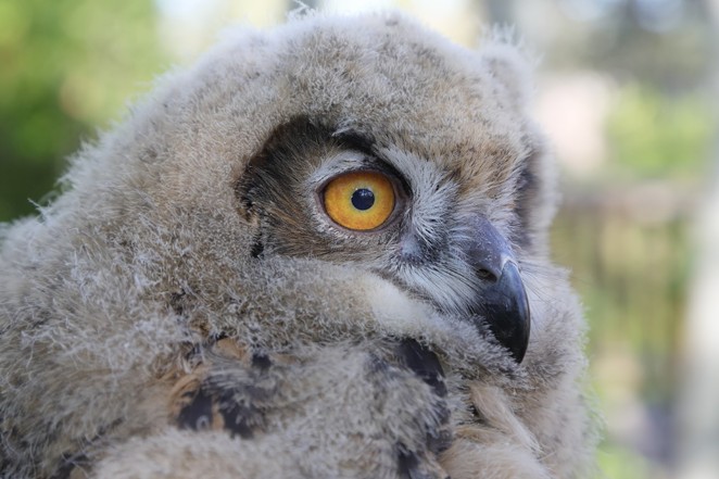 Luna, the Owl at Sunriver Nature Center