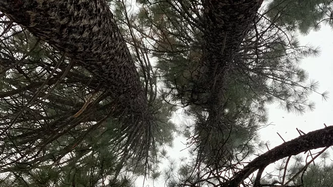 Image: Guided Forest Bath
