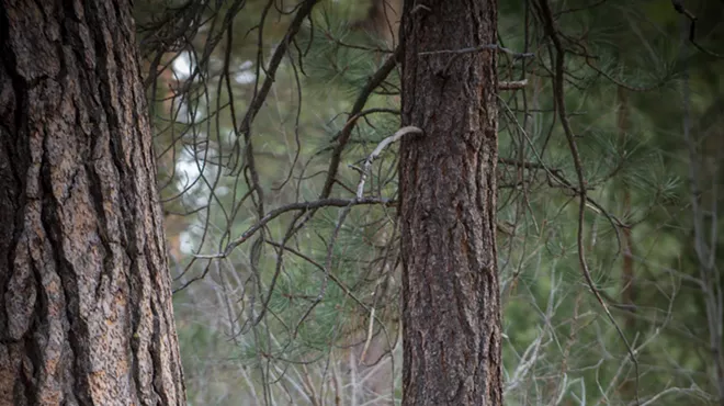 Image: Guided Forest Bath
