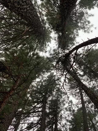 Image: Guided Forest Bath