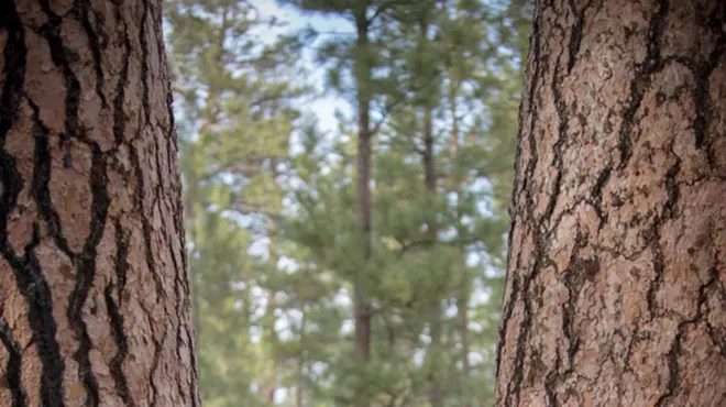 Image: Guided Forest Bathing Experience