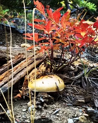 Image: Guided Forest Bathing Experience