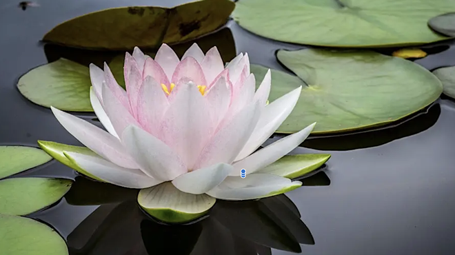 Image: Healing Immersion