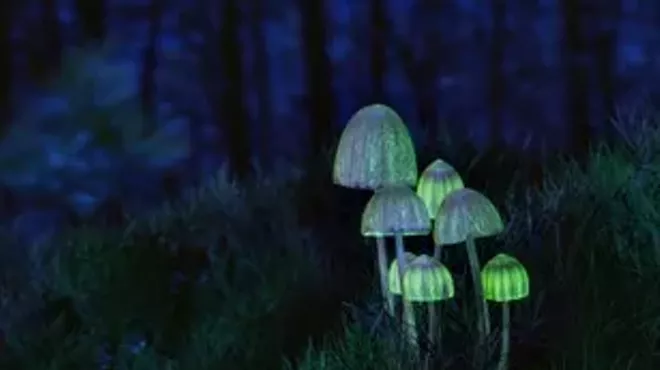 Image: Healing in the Legal Psilocybin Framework