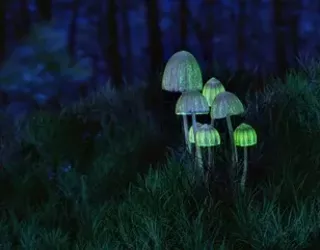Image: Healing in the Legal Psilocybin Framework